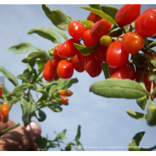 2018 nueva baya fresca Goji sin GMO